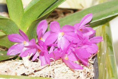 Лот: 4453534. Фото: 1. Орхидея мини-ванда ampulacea... Горшечные растения и комнатные цветы