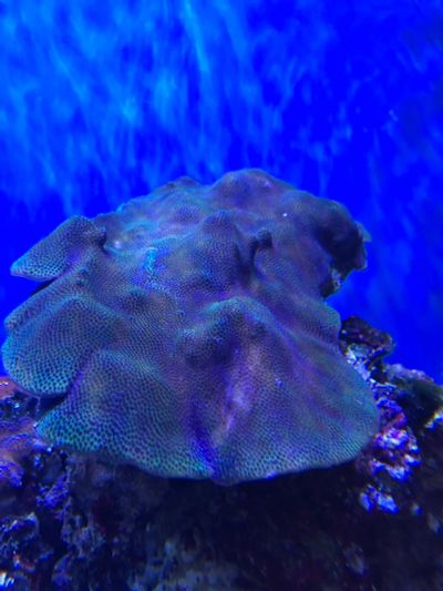 Лот: 13750098. Фото: 1. Монтипора жёсткий коралл с мелкими... Моллюски, ракообразные, кораллы
