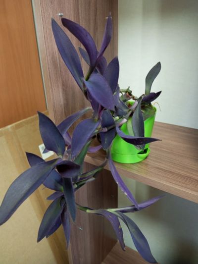 Лот: 21336722. Фото: 1. Традесканция пурпурная. Горшечные растения и комнатные цветы