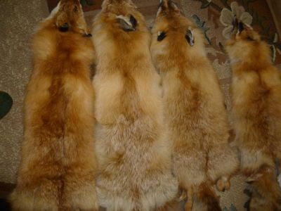Лот: 3334129. Фото: 1. шкуры лисы. Другое (одежда, обувь, галантерея)