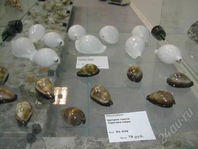 Лот: 458752. Фото: 1. Раковина, ракушка овула овум. Другое (коллекционирование, моделизм)