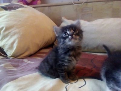 Лот: 8612962. Фото: 1. Очаровательные котята. Кошки, котята