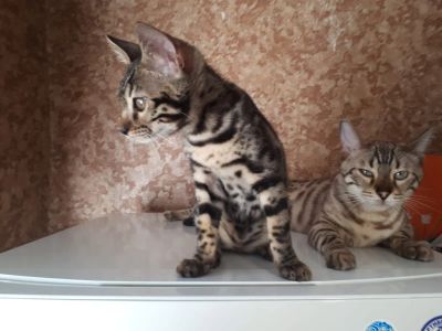 Лот: 22841170. Фото: 1. Девочка 24.03.24г.р. Кошки, котята