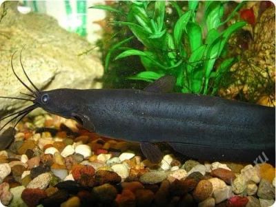 Лот: 1841917. Фото: 1. сом мешкожаберный - взрослая пара... Рыбки