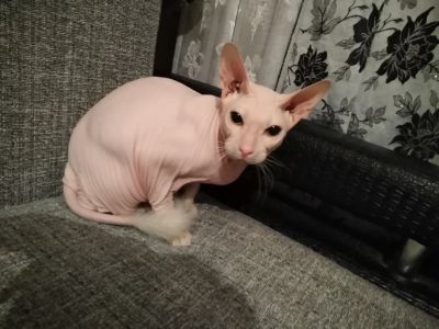 Лот: 18303641. Фото: 1. Сфинкс. Кошки, котята