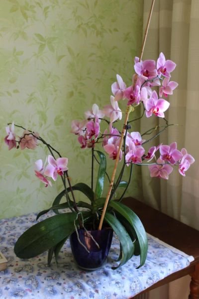 Лот: 5361354. Фото: 1. Орхидея. Горшечные растения и комнатные цветы