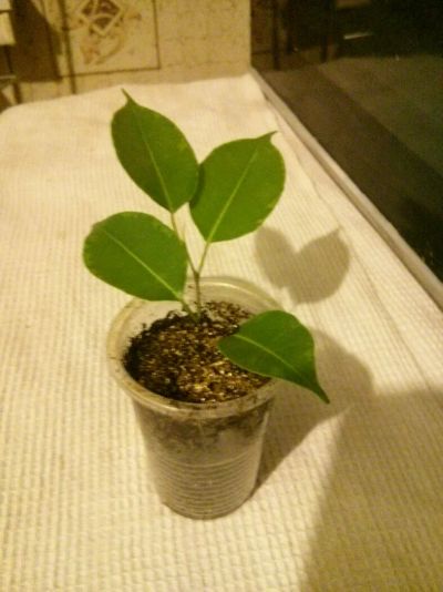 Лот: 8139710. Фото: 1. Фикус Лавли. Горшечные растения и комнатные цветы