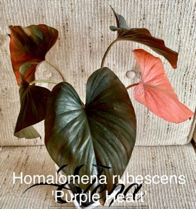 Лот: 12602563. Фото: 1. Хомаломена 'Purple Heart'. Горшечные растения и комнатные цветы