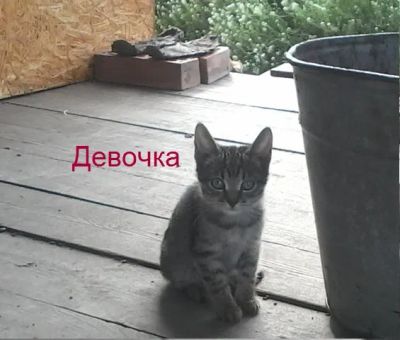 Лот: 6023925. Фото: 1. Котята 3 штуки. Кошки, котята