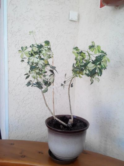 Лот: 6934138. Фото: 1. шеффлера пестрая, обмен. Горшечные растения и комнатные цветы