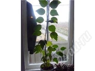 Лот: 575213. Фото: 1. Клен комнатный. Горшечные растения и комнатные цветы