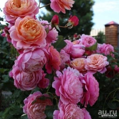 Лот: 13139587. Фото: 1. Роза Прикс Пи Джей Редут (Prix... Садовые цветы