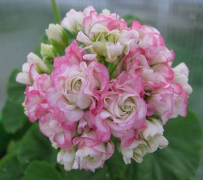Лот: 7853373. Фото: 1. Пеларгония Apple Blossom Rosebud. Горшечные растения и комнатные цветы