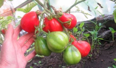 Лот: 12823134. Фото: 1. Томаты (помидоры), семена домашние... Овощи