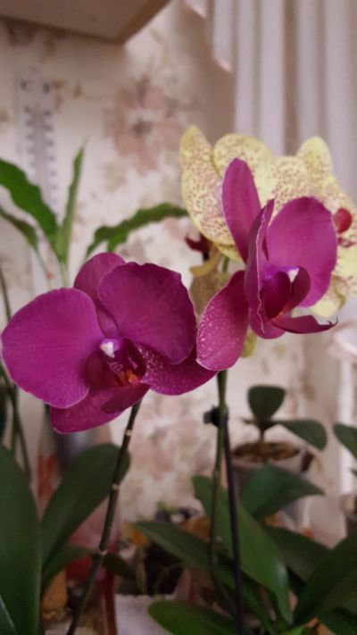 Лот: 20373475. Фото: 1. орхидея Phalaenopsis Montreux. Горшечные растения и комнатные цветы
