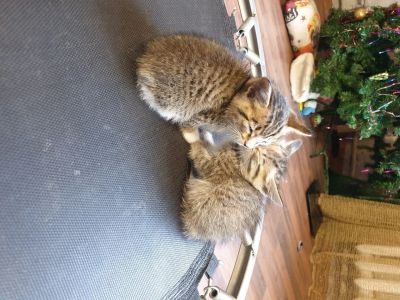 Лот: 15441311. Фото: 1. котята. Кошки, котята