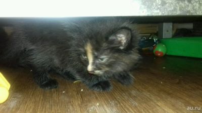 Лот: 10677575. Фото: 1. Отдам котёнка помесь британца. Кошки, котята