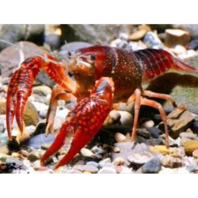 Лот: 12050989. Фото: 1. Рак флоридский (Procambarus clarkii... Моллюски, ракообразные, кораллы