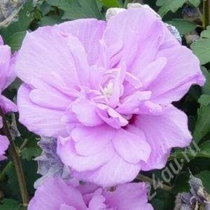Лот: 1942935. Фото: 1. Гибискус HIBISCUS Purple (Double... Горшечные растения и комнатные цветы