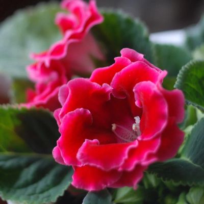 Лот: 4020210. Фото: 1. Глоксиния махровая, лист. Горшечные растения и комнатные цветы