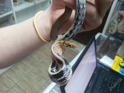 Лот: 2476349. Фото: 1. Полоз лучистый (Elaphe radiata... Остальные животные