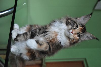 Лот: 12202791. Фото: 1. Котята мейн-кун и полидакты из... Кошки, котята