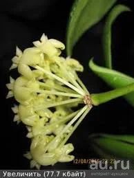 Лот: 13555434. Фото: 1. Хойя -Hoya sp.Dianel LSH 07-001... Горшечные растения и комнатные цветы