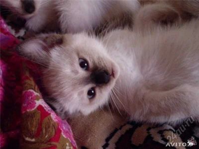 Лот: 5653510. Фото: 1. красивые сиамские котятя. Кошки, котята