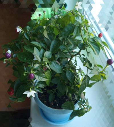 Лот: 16166381. Фото: 1. Перец горшечный Пиковая дама. Горшечные растения и комнатные цветы
