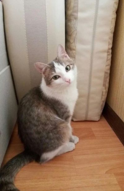 Лот: 9564111. Фото: 1. Милейшая, чудеснейшая кошечка... Кошки, котята