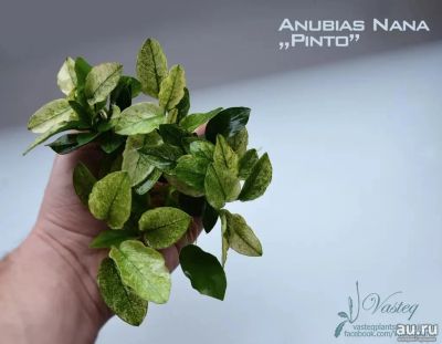 Лот: 15207630. Фото: 1. Anubias nana "Pinto" / анубиас... Водные растения