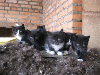 Лот: 1679088. Фото: 1. Срочно котята ищут хозяев:)*. Кошки, котята