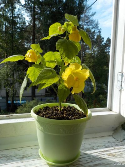 Лот: 15760267. Фото: 1. Абутилон Bella yellow и red. Горшечные растения и комнатные цветы
