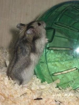 Лот: 1316562. Фото: 1. Срочно отдам Джунгарика, хомяка... Остальные животные