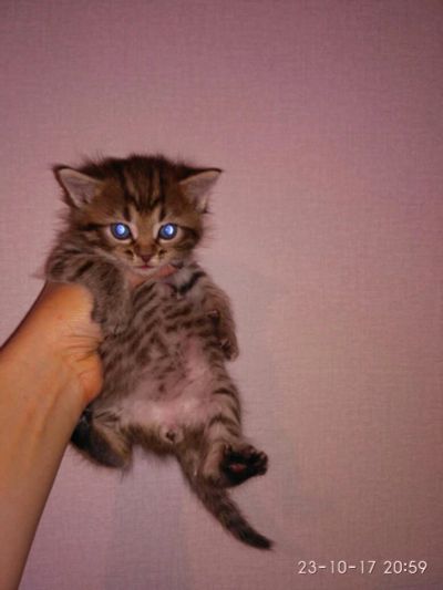 Лот: 10500494. Фото: 1. Котенок мальчик 1 мес. Кошки, котята
