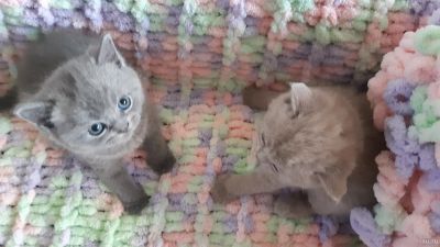 Лот: 17238433. Фото: 1. Шотландские прямоухие котята. Косметика для животных