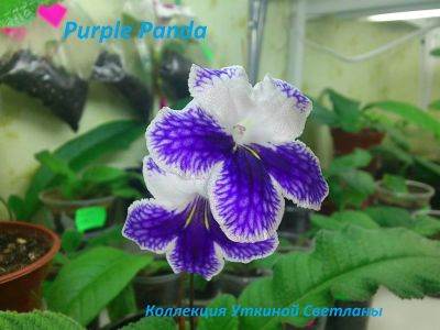 Лот: 3359897. Фото: 1. Стрептокарпус Purple Panda-лист. Горшечные растения и комнатные цветы