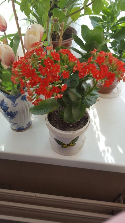 Лот: 14804943. Фото: 1. Цветок каланхоэ (цветет красными... Горшечные растения и комнатные цветы