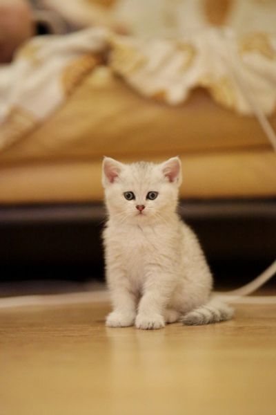 Лот: 12330631. Фото: 1. Британский котенок 1,5 мес - мальчик... Кошки, котята