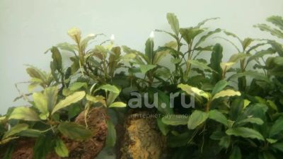 Лот: 21543027. Фото: 1. Буцефаландры 15 см. Водные растения