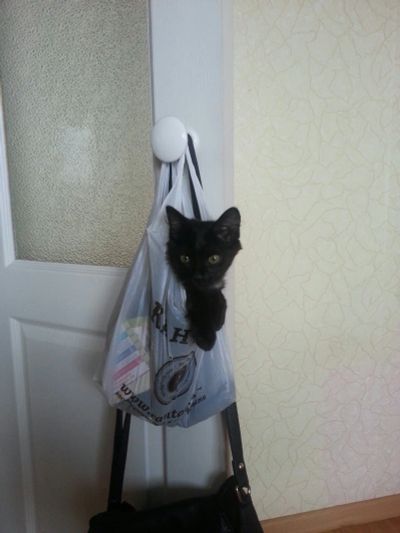 Лот: 11809115. Фото: 1. Кот/котенок. Кошки, котята