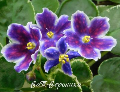Лот: 8484202. Фото: 1. Продам лист сортовой фиалки ВаТ-Вероника. Горшечные растения и комнатные цветы
