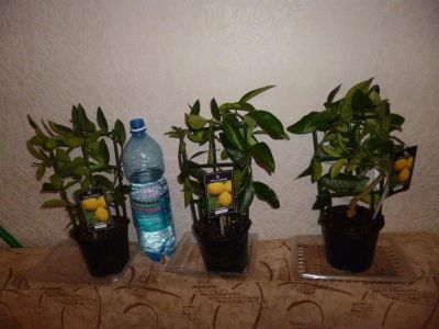 Лот: 3549277. Фото: 1. Цитрус Лимон. Горшечные растения и комнатные цветы