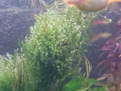 Лот: 4705060. Фото: 1. мох Leptodictyum riparium(Stringy... Водные растения