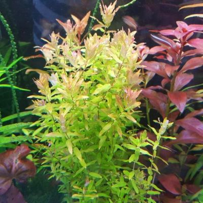 Лот: 13239417. Фото: 1. Ротала Макрандра Зеленая (Rotala... Водные растения