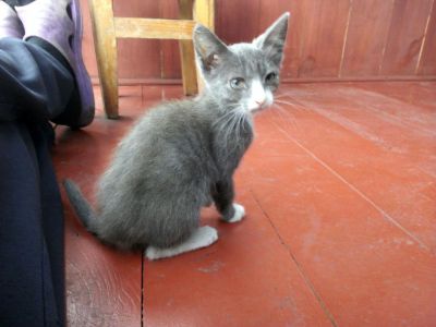 Лот: 9940060. Фото: 1. отдам кошечку. Кошки, котята