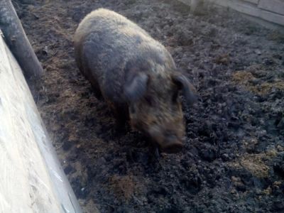 Лот: 11412846. Фото: 1. Продам кабана на племя. Другое (животные и уход)