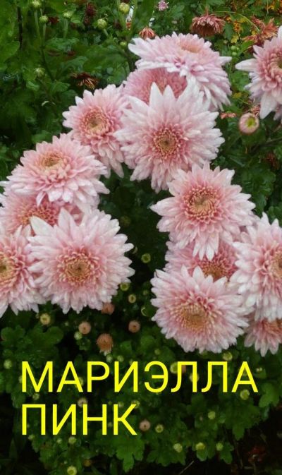 Лот: 8882352. Фото: 1. Мариэлла пинк. Садовые цветы