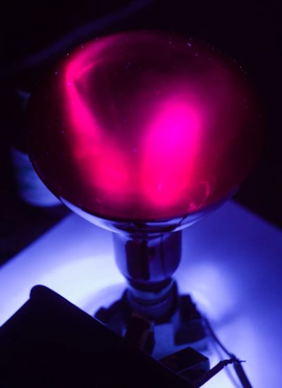 Лот: 20281867. Фото: 1. ДРУФЗ-125 Blacklight советская... Электронные лампы