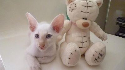 Лот: 4342572. Фото: 1. котенок порода ориентальная (мальчик... Кошки, котята